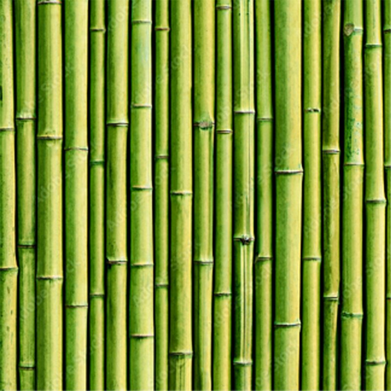 bambou de chine